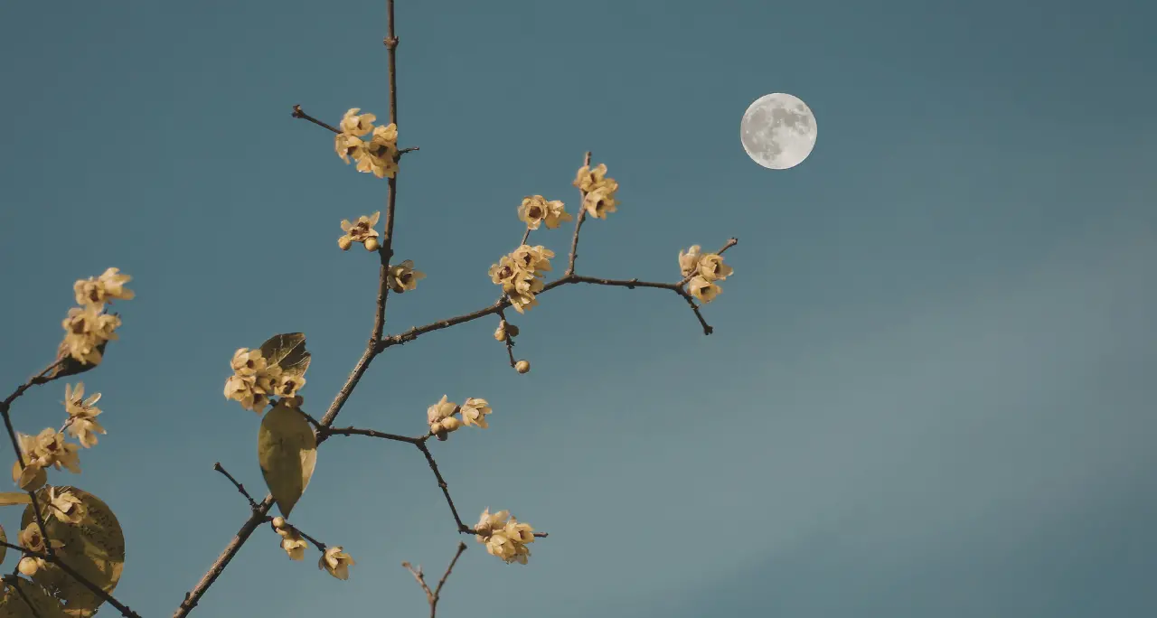<p>Tutti con il naso all’insù stasera, arriva la <span style=\"color:hsl(0,75%,60%);\">Luna dei fiori</span>: il suo significato e quando vederla</p>