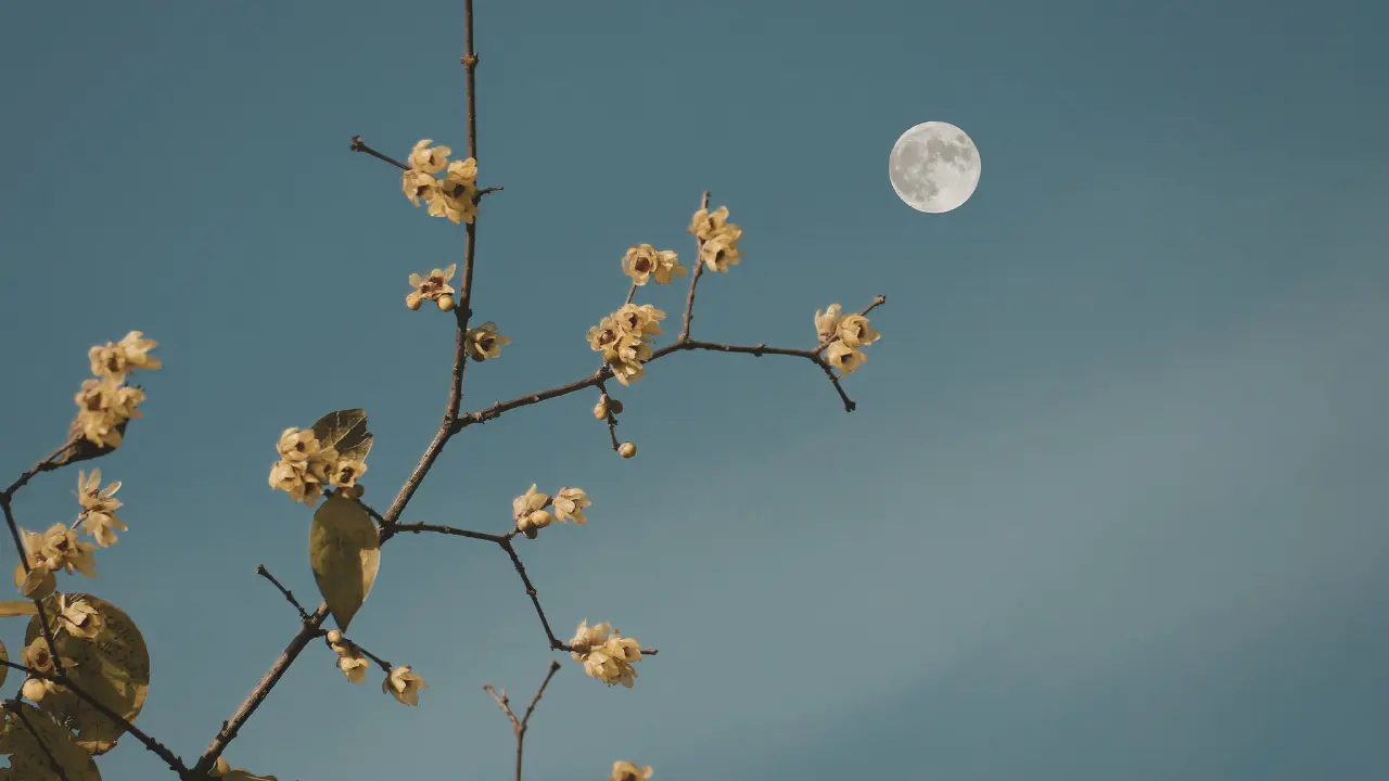 Tutti con il naso all’insù stasera, arriva la Luna dei fiori: il suo significato e quando vederla