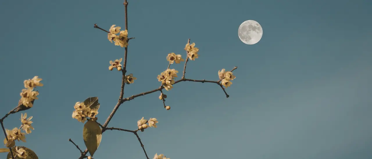 Tutti con il naso all’insù stasera, arriva la Luna dei fiori: il suo significato e quando vederla