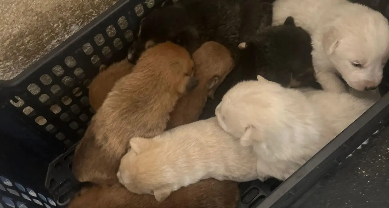 Abbandonati 10 cagnolini neonati, l’Asp li affida al canile di Vibo: «Troppo piccoli, questo non è posto per loro. Aiutateci»\n