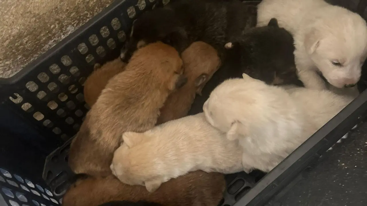Abbandonati 10 cagnolini neonati, l’Asp li affida al canile di Vibo: «Troppo piccoli, questo non è posto per loro. Aiutateci»\n