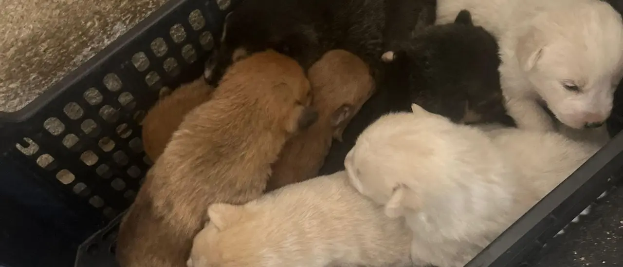 Abbandonati 10 cagnolini neonati, l’Asp li affida al canile di Vibo: «Troppo piccoli, questo non è posto per loro. Aiutateci»\n