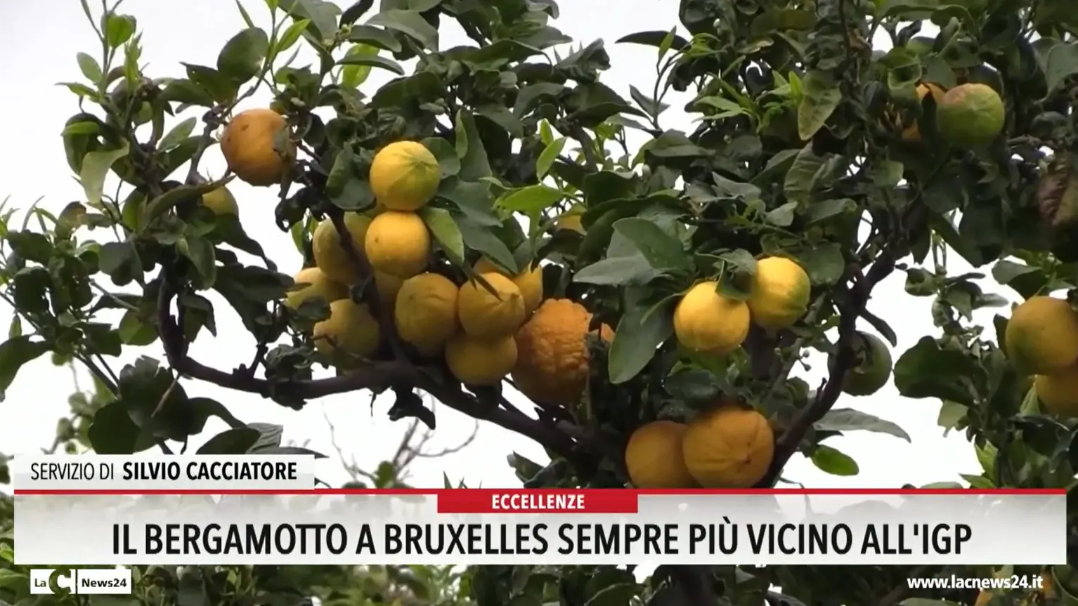 Il bergamotto a Bruxelles sempre più vicino all'igp