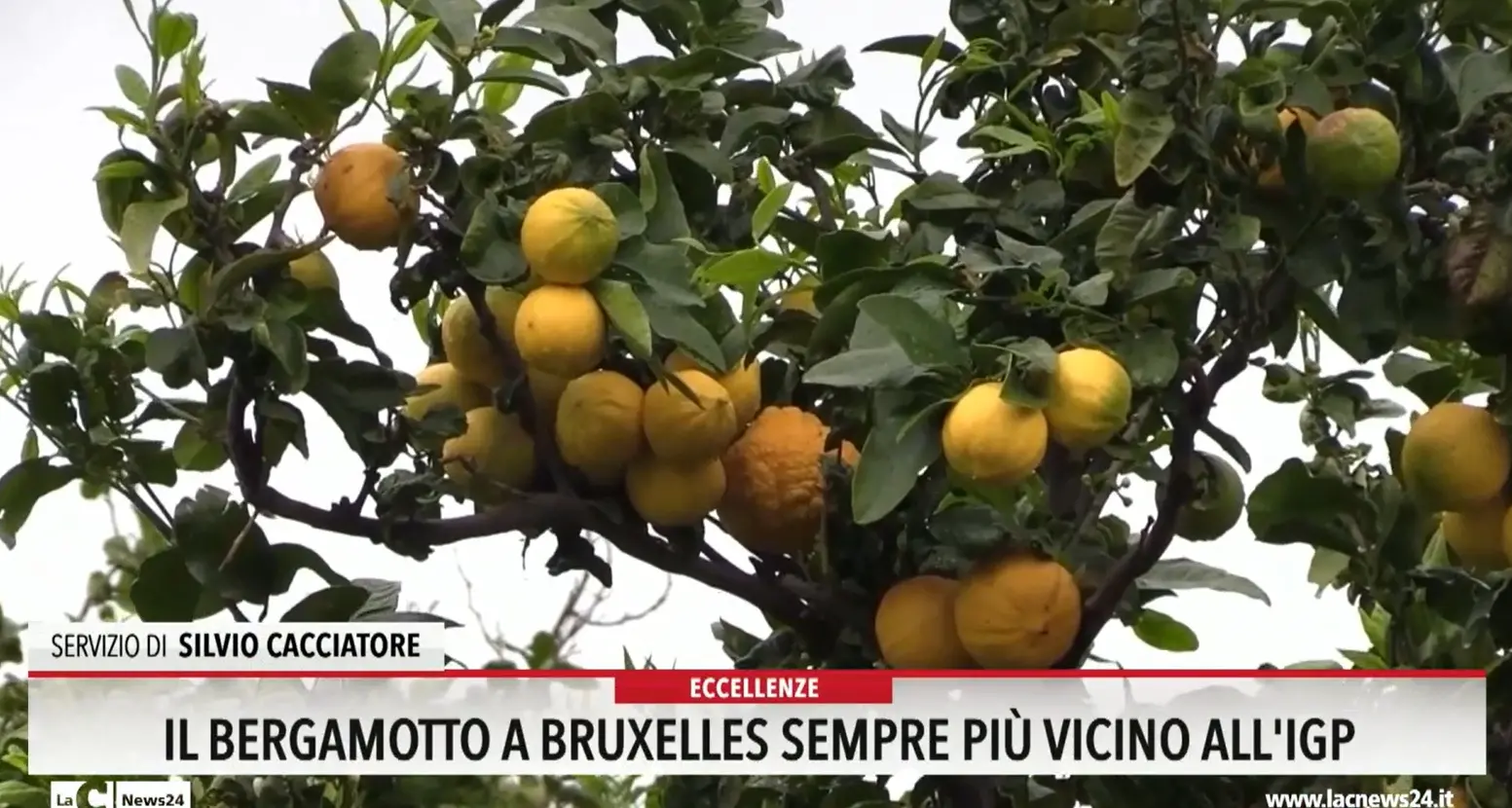 Il bergamotto a Bruxelles sempre più vicino all'igp