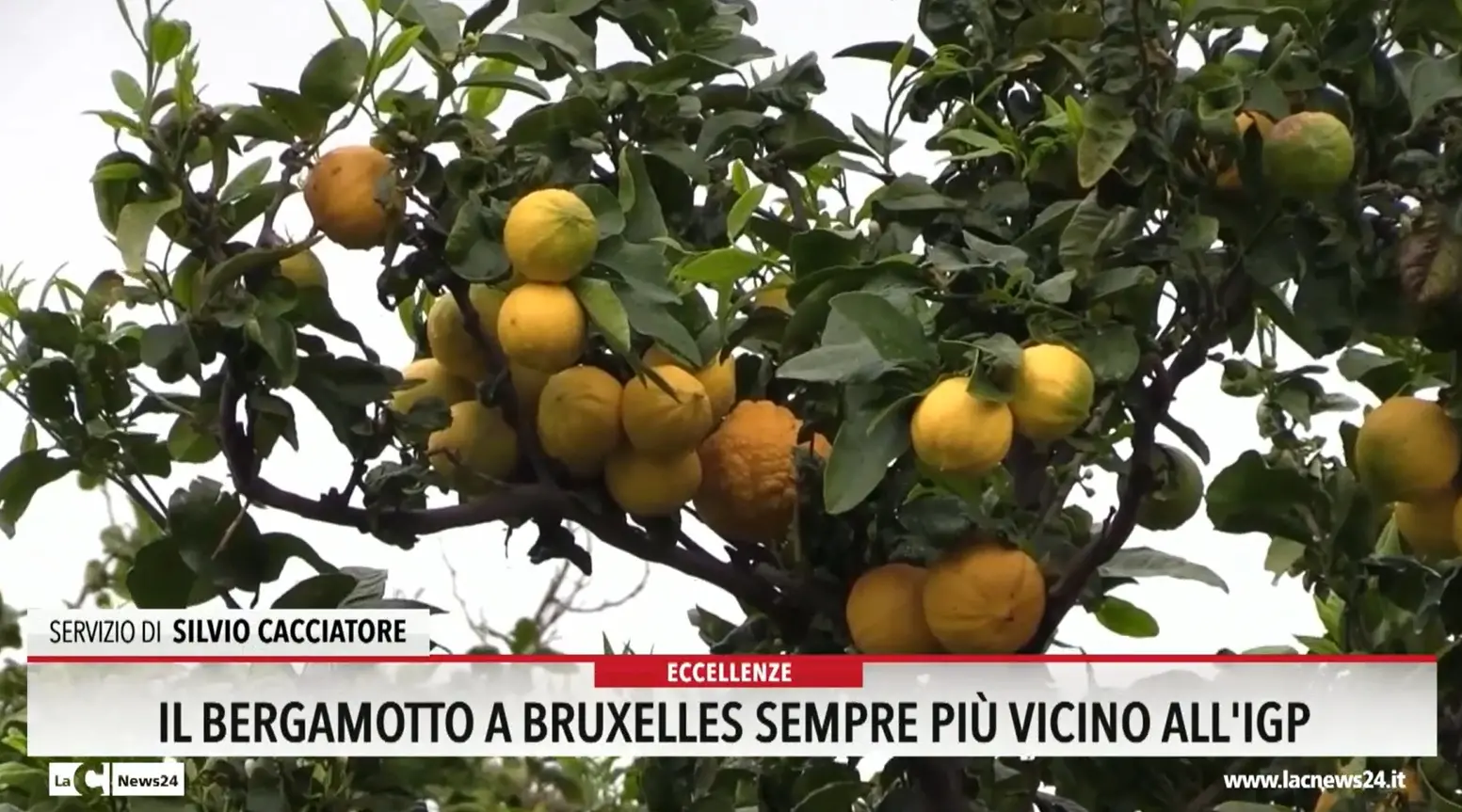 Il bergamotto a Bruxelles sempre più vicino all'igp