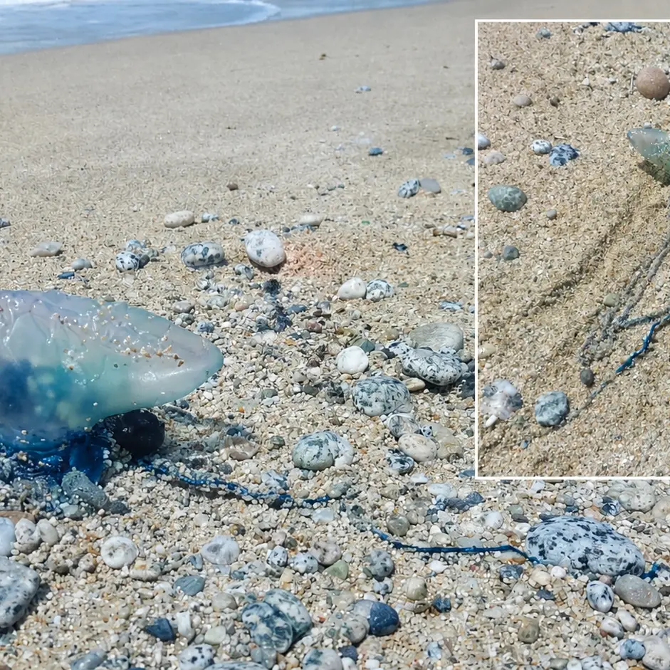Caravella portoghese a Santa Maria di Ricadi, nuovo ritrovamento della pericolosa “medusa” nel\u00A0Vibonese\n