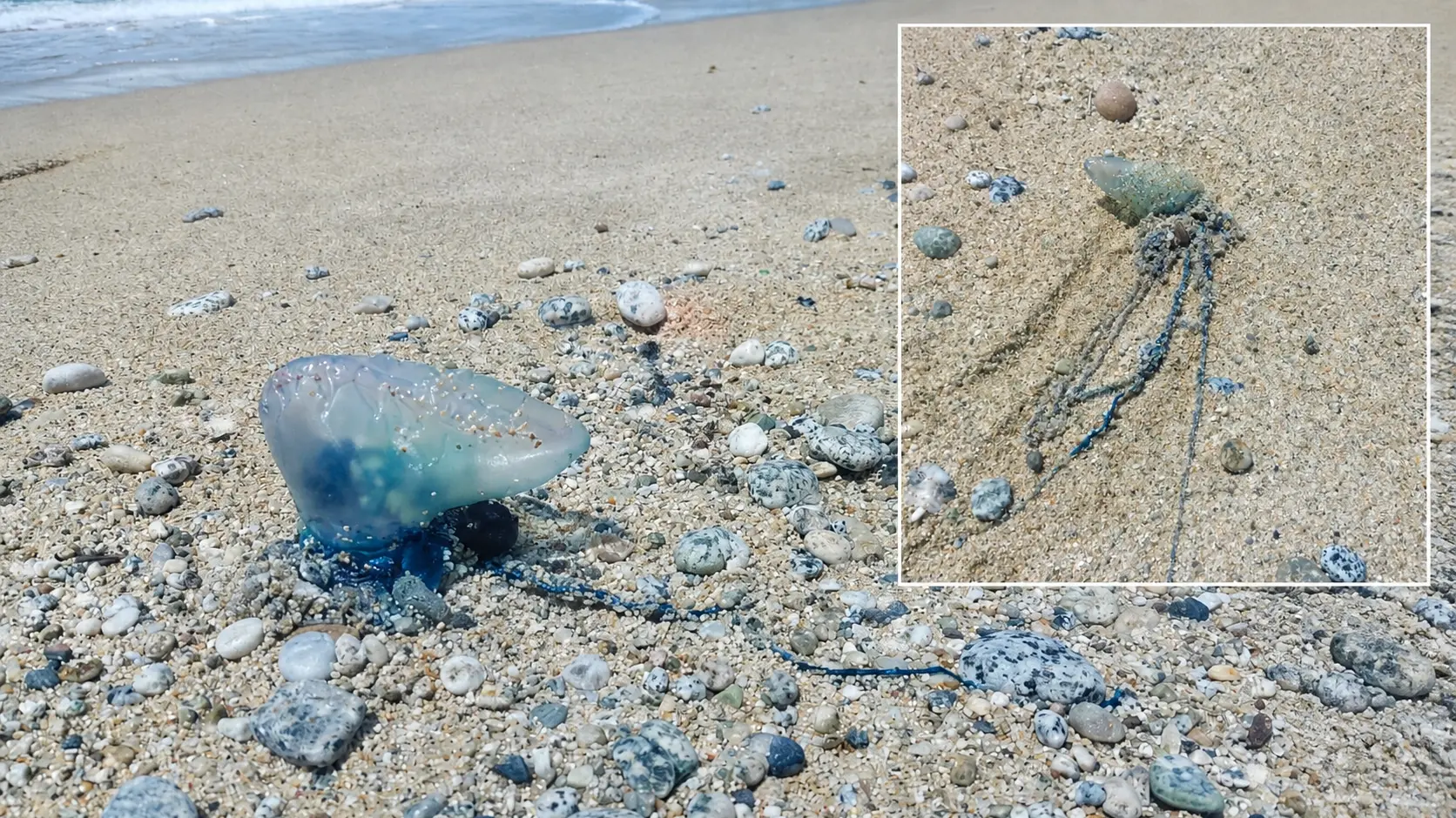<p>La Caravella portoghese trovata sulla spiaggia di Santa Maria di Ricadi (foto di Pino Bentivoglio)</p>\\n