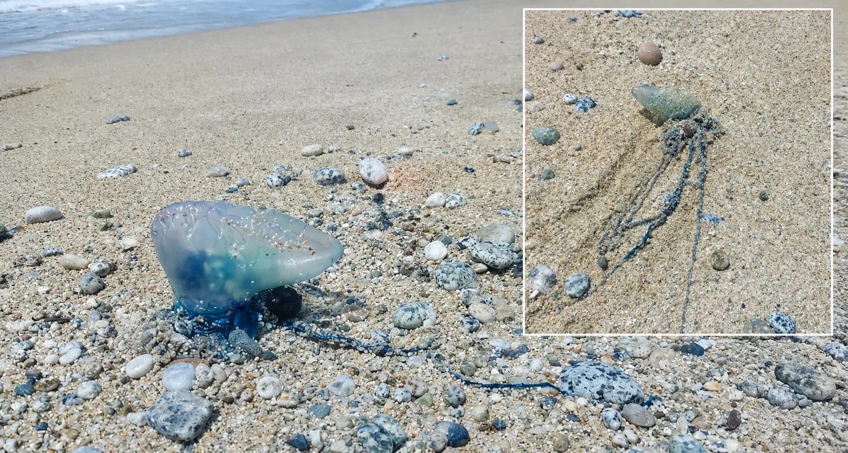 Caravella portoghese a Santa Maria di Ricadi, nuovo ritrovamento della pericolosa “medusa” nel\u00A0Vibonese\n