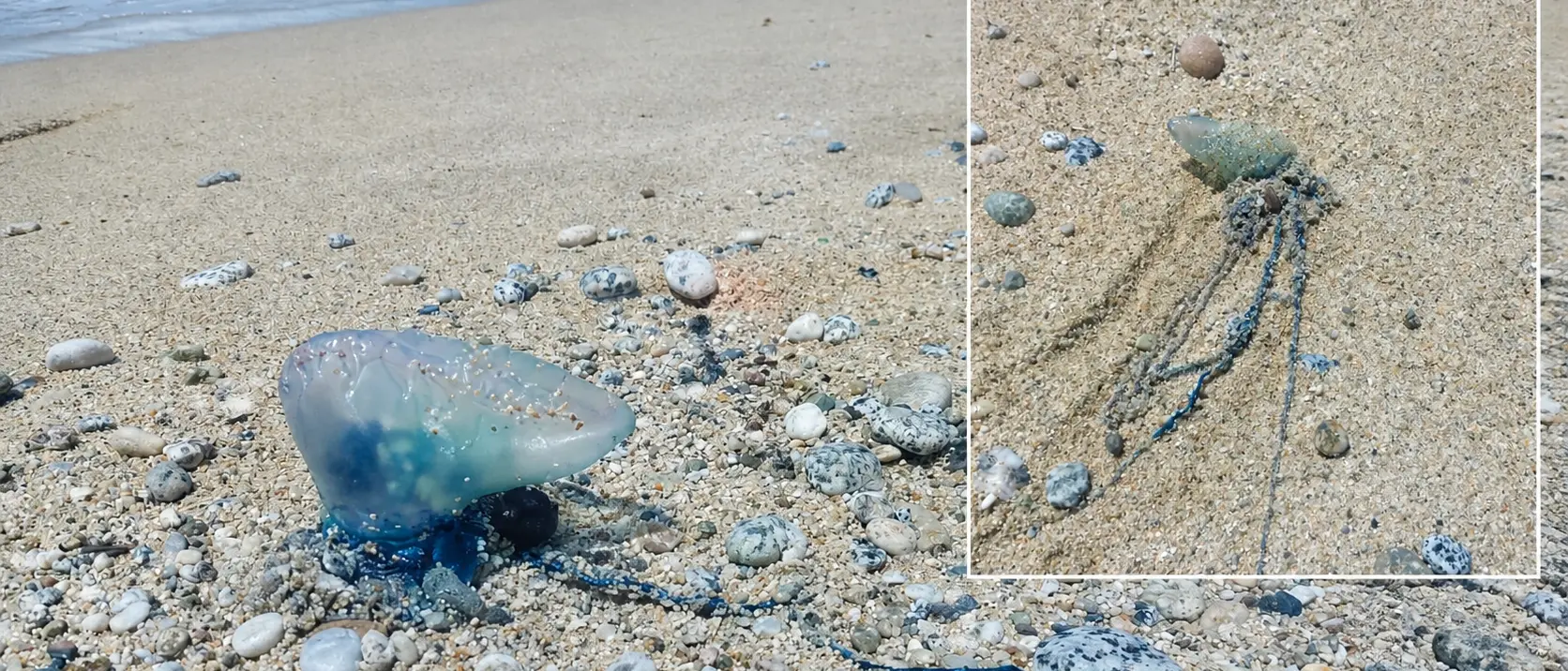 Caravella portoghese a Santa Maria di Ricadi, nuovo ritrovamento della pericolosa “medusa” nel\u00A0Vibonese\n