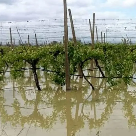 Cicloni Harry e Nils, approvata la dichiarazione\u00A0di calamità naturali: in Calabria danni fino al 70% per le colture