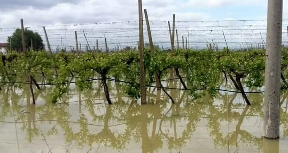 <p>Cicloni Harry e Nils, approvata la dichiarazione di calamità naturali: in Calabria danni <span style=\"color:hsl(0, 75%, 60%);\">fino al 70% per le colture</span></p>