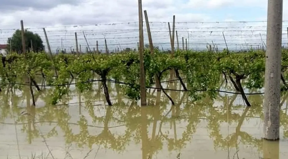 <p>Cicloni Harry e Nils, approvata la dichiarazione di calamità naturali: in Calabria danni fino al 70% per le colture</p>