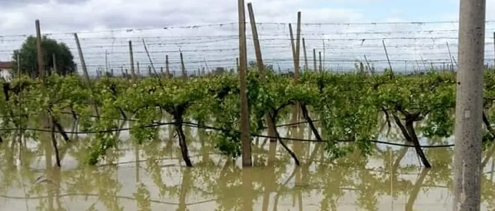 Cicloni Harry e Nils, approvata la dichiarazione\u00A0di calamità naturali: in Calabria danni fino al 70% per le colture