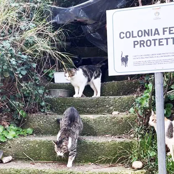 Cosenza tutela le colonie feline: installate nuove insegne\n