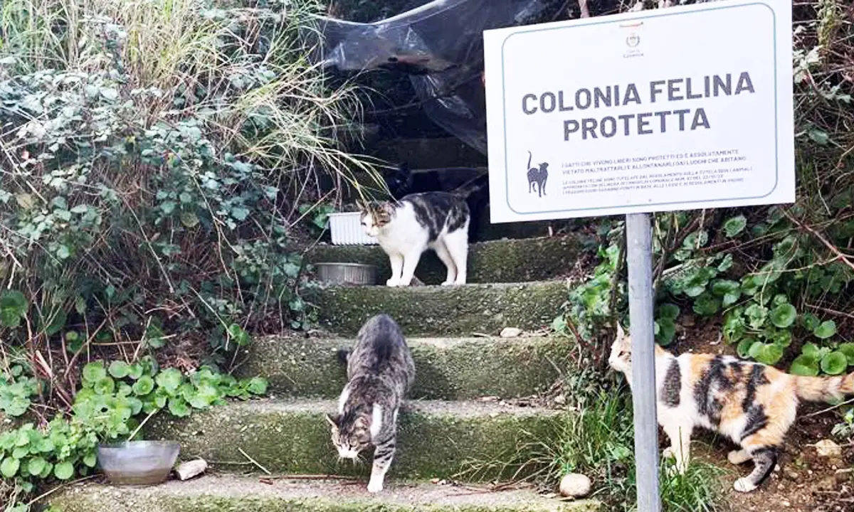 Cosenza tutela le colonie feline: installate nuove insegne\n