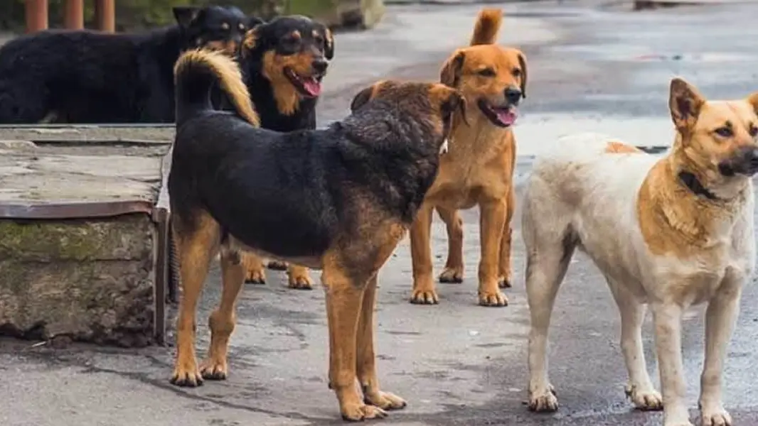 Rossano, donna e figlioletta accerchiate da un branco di cani randagi\n