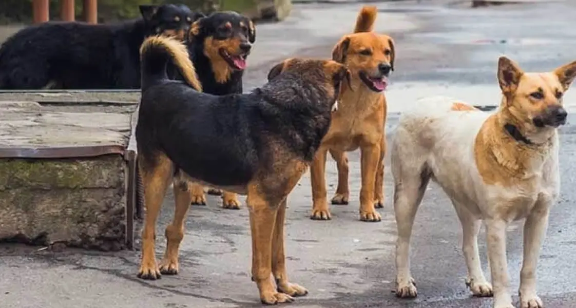 Rossano, donna e figlioletta accerchiate da un branco di cani randagi\n