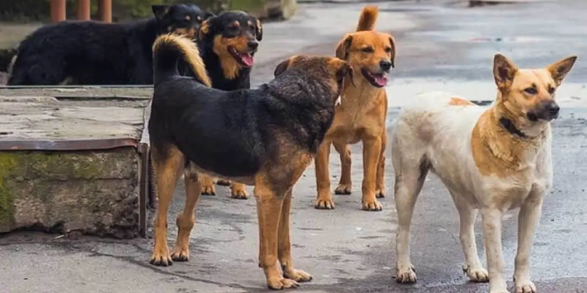 Rossano, donna e figlioletta accerchiate da un branco di cani randagi\n