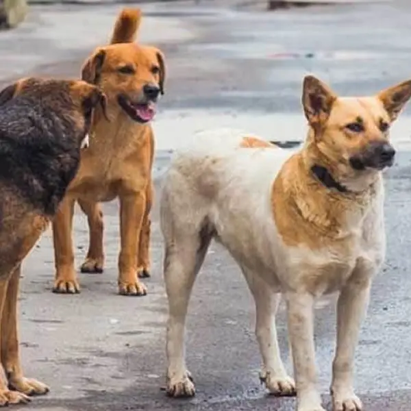 «Aggredito da cani randagi a Camigliatello, sono stato costretto a rifugiarmi in giardino»\n