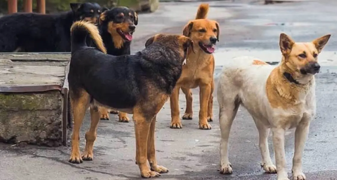 «Aggredito da cani randagi a Camigliatello, sono stato costretto a rifugiarmi in giardino»\n