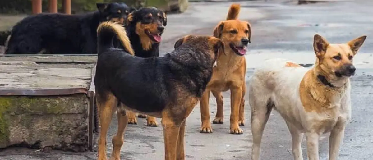 «Aggredito da cani randagi a Camigliatello, sono stato costretto a rifugiarmi in giardino»\n