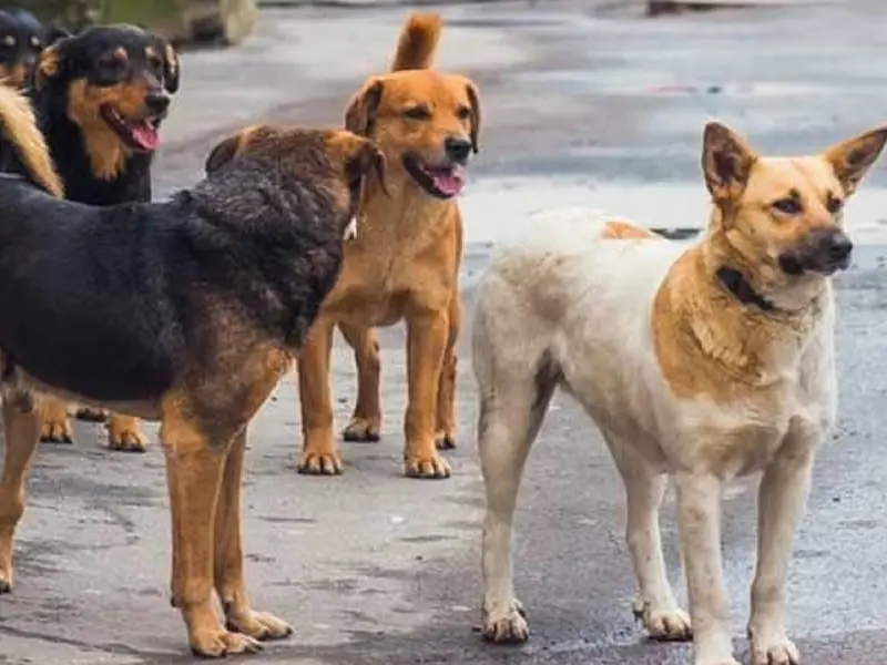 «Aggredito da cani randagi a Camigliatello, sono stato costretto a rifugiarmi in giardino»