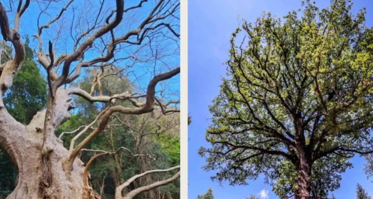 Rogliano e Curinga unite dagli alberi monumentali in uno scambio culturale