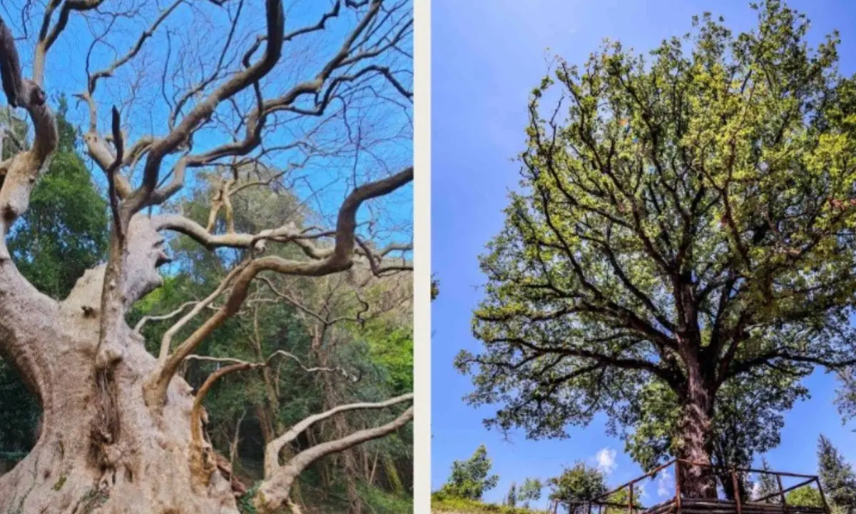 Rogliano e Curinga unite dagli alberi monumentali in uno scambio culturale
