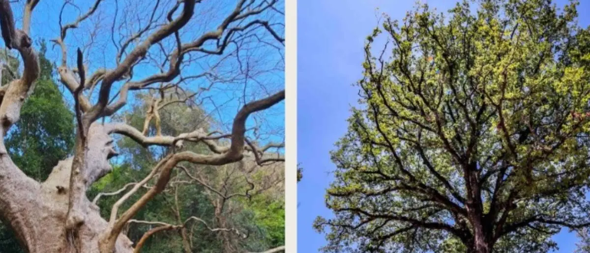 Rogliano e Curinga unite dagli alberi monumentali in uno scambio culturale
