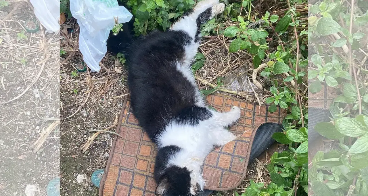 Strage di gatti a Spilinga, l’associazione Gaia Animali va in Procura: «Reato che non può essere sottovalutato»\n