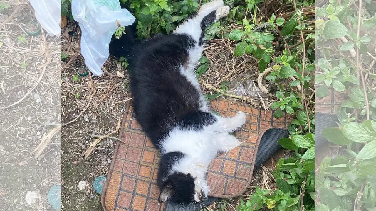 Strage di gatti a Spilinga, l’associazione Gaia Animali va in Procura: «Reato che non può essere sottovalutato»\n