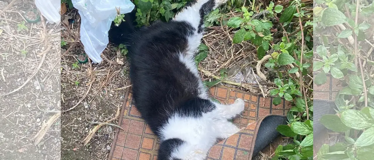 Strage di gatti a Spilinga, l’associazione Gaia Animali va in Procura: «Reato che non può essere sottovalutato»\n