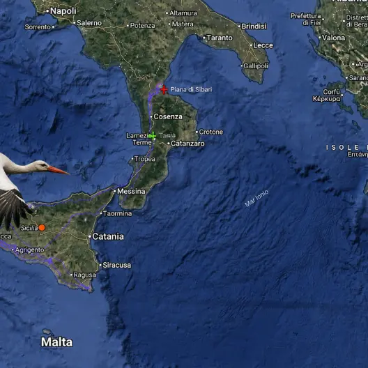 <p>Dall'Africa alla Calabria, la cicogna Danilo vola per 9mila chilometri e torna a casa nella Piana di Sibari</p>