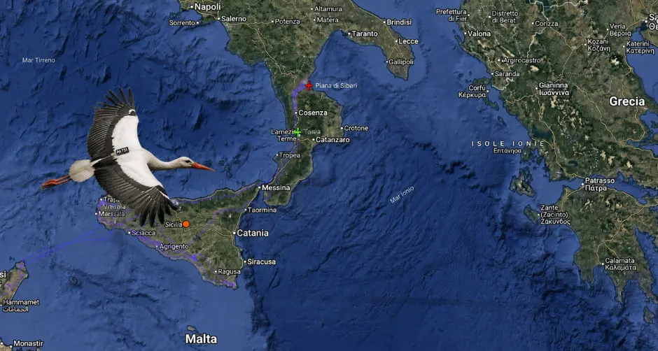 9mila chilometri per tornare a casa: la cicogna Danilo rientra nella Piana di Sibari\n