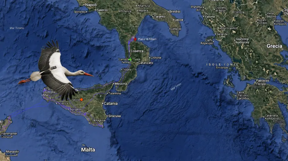 9mila chilometri per tornare a casa: la cicogna Danilo rientra nella Piana di Sibari\n