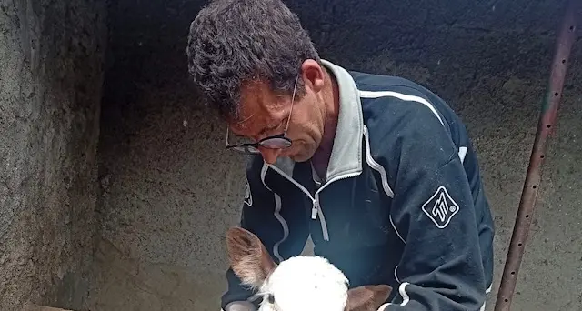 Campana, rubate 9 mucche: il dramma di Giuseppe commuove il paese\n