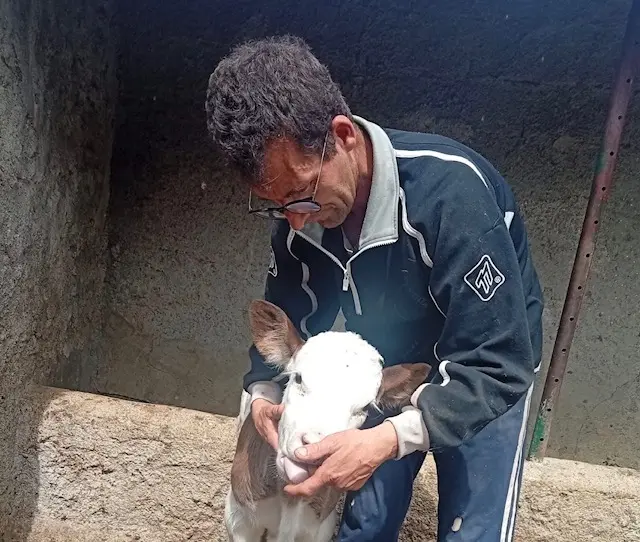 Campana, si sgretola il piccolo mondo di Giuseppe: rubate le mucche che scandivano il ritmo delle sue giornate\n