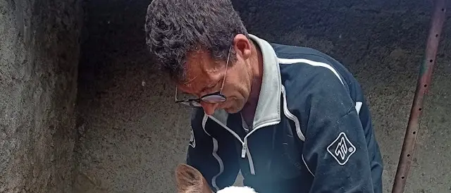 Campana, si sgretola il piccolo mondo di Giuseppe: rubate le mucche che scandivano il ritmo delle sue giornate\n