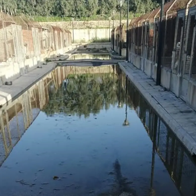 Canile di Mortara, Imbalzano: «Si ponga fine a decisioni strabiche e si garantisca il benessere animale»\n