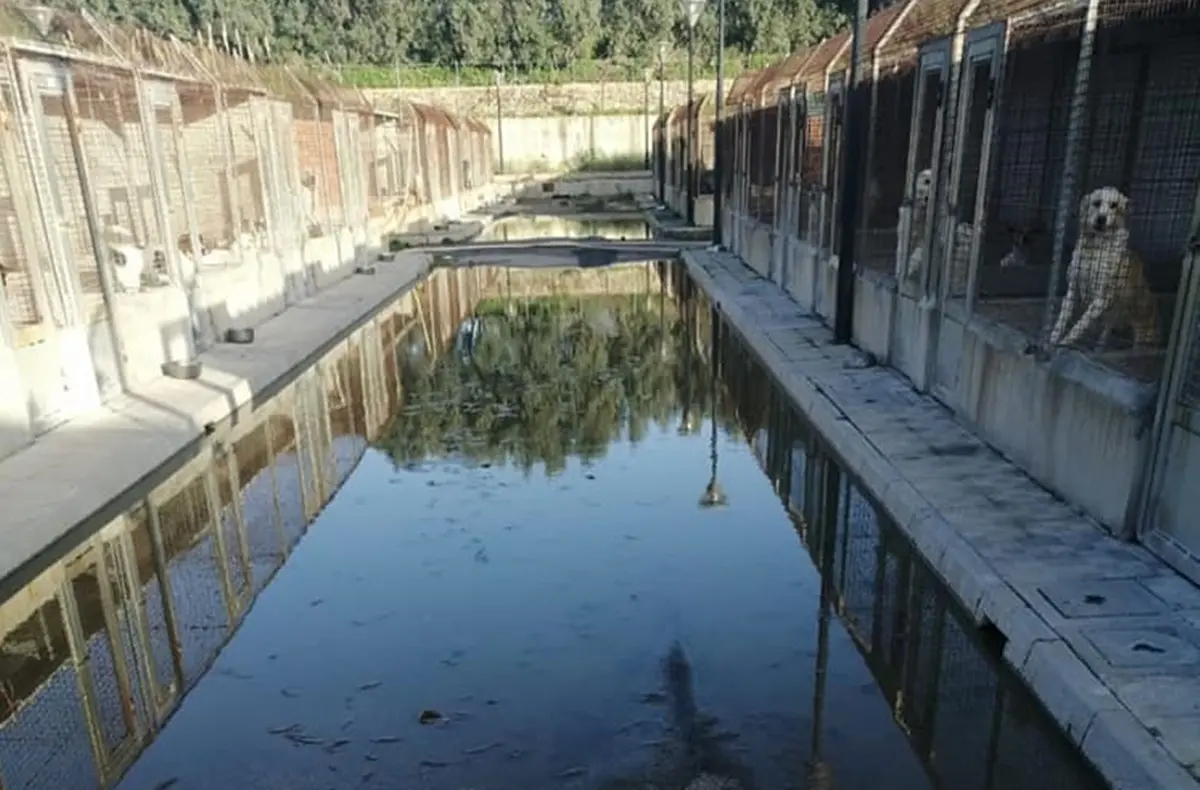 Canile di Mortara, Imbalzano: «Si ponga fine a decisioni strabiche e si garantisca il benessere animale»\n