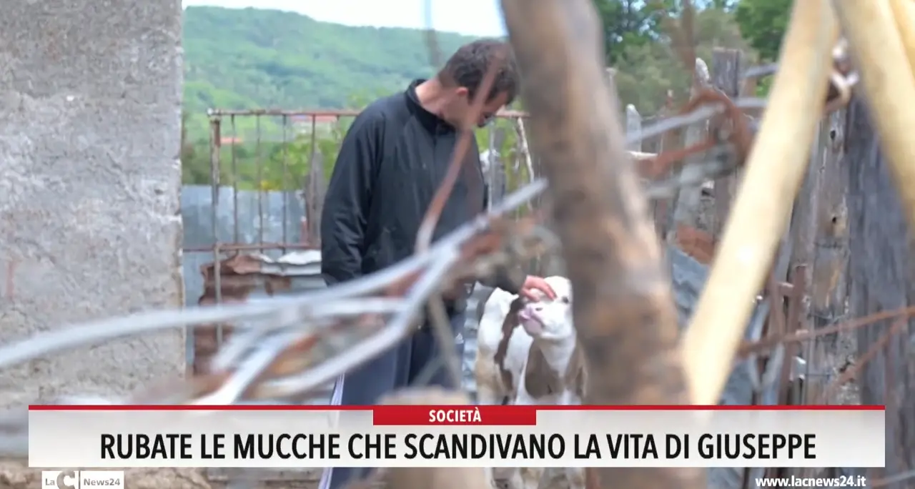 Rubate le mucche che scandivano la vita di Giuseppe