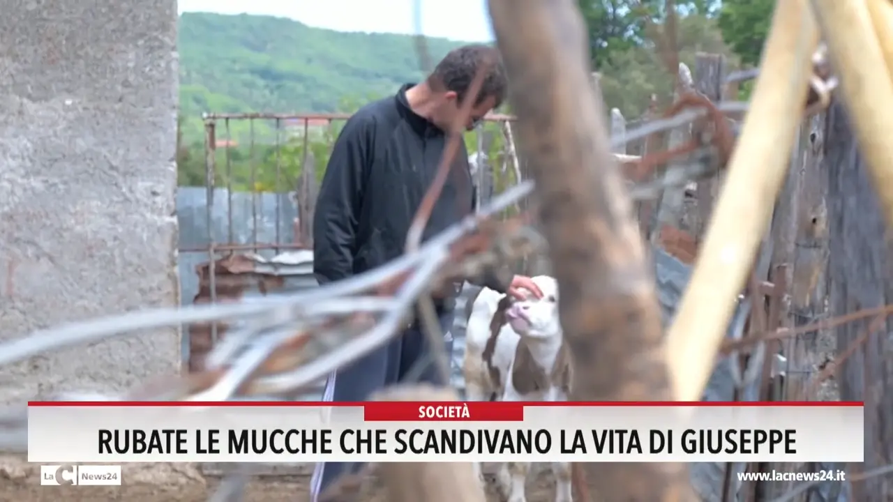 Rubate le mucche che scandivano la vita di Giuseppe