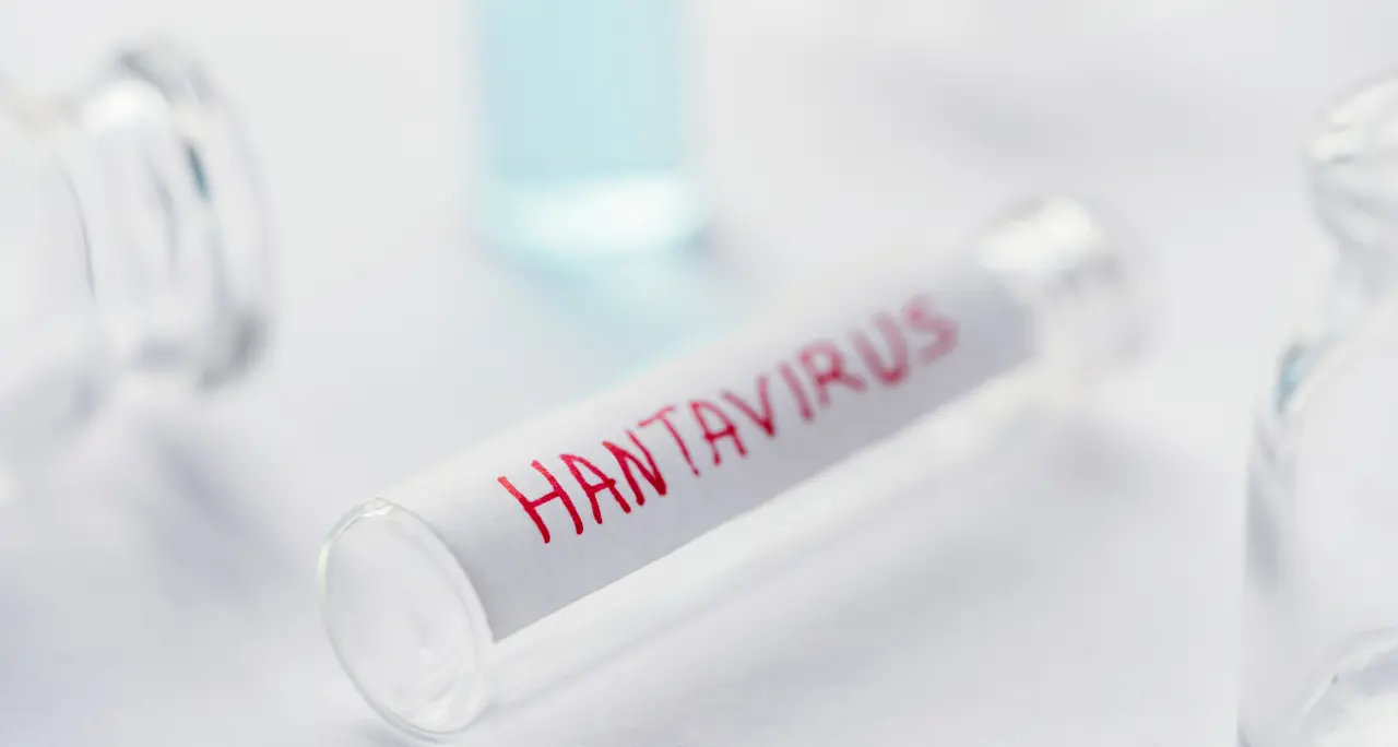 Hantavirus, la circolare del ministero: ecco cosa fare in caso di contagio, le indicazioni alle Regioni\n