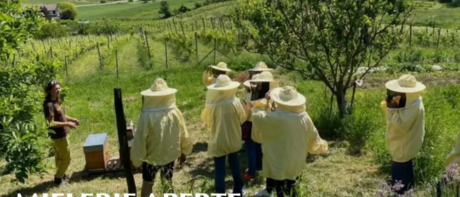 Mielerie aperte: anche in Calabria al via la giornata dedicata ai prodotti dell’alveare e agli apicoltori