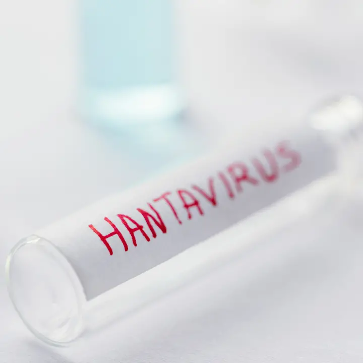 Hantavirus, la sindaca di Villa San Giovanni: «Tutto rientrato, Federico continua a stare bene»\n