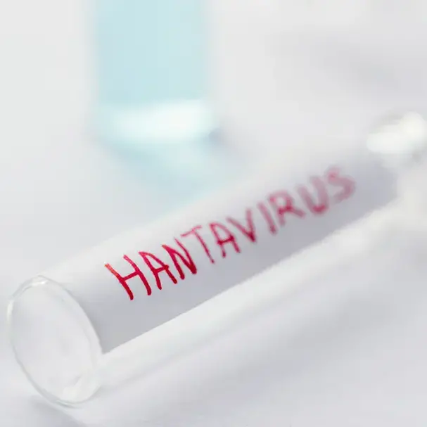 Hantavirus, negativi tutti i test eseguiti in Italia: «Il virus non è mutato»\n