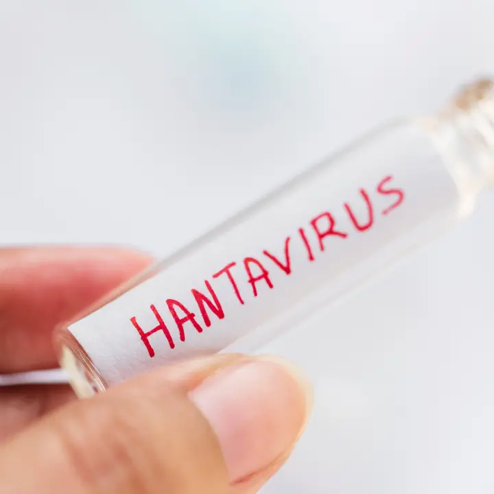 Hantavirus, in Calabria una\u00A0cabina di regia: «Rischio basso ma non si esclude la possibilità di dover gestire casi»\u00A0\n