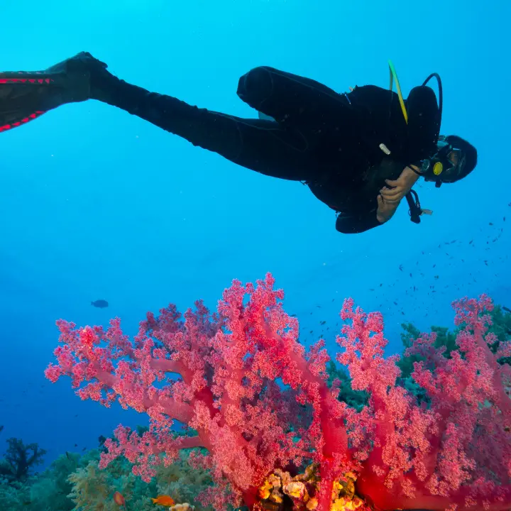Parchi marini della Calabria, nasce la rete dei diving: sinergia per il monitoraggio dei fondali e un turismo sostenibile\n