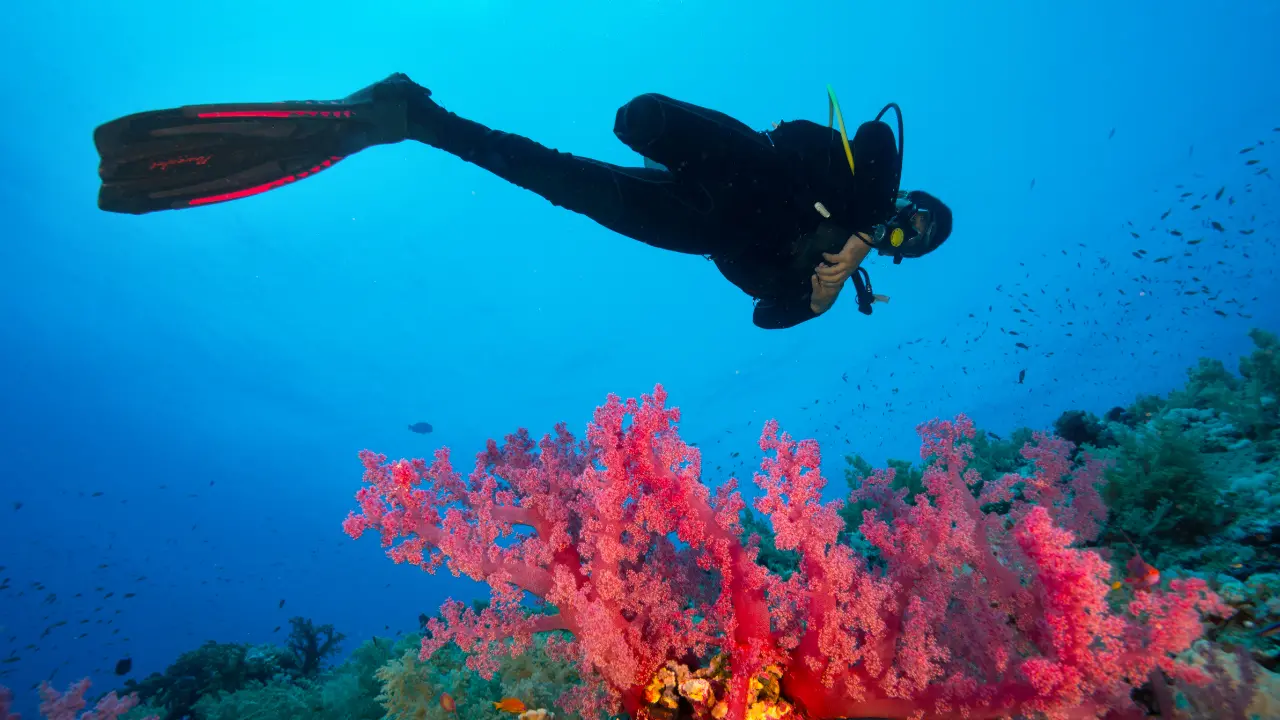 Parchi marini della Calabria, nasce la rete dei diving: sinergia per il monitoraggio dei fondali e un turismo sostenibile\n
