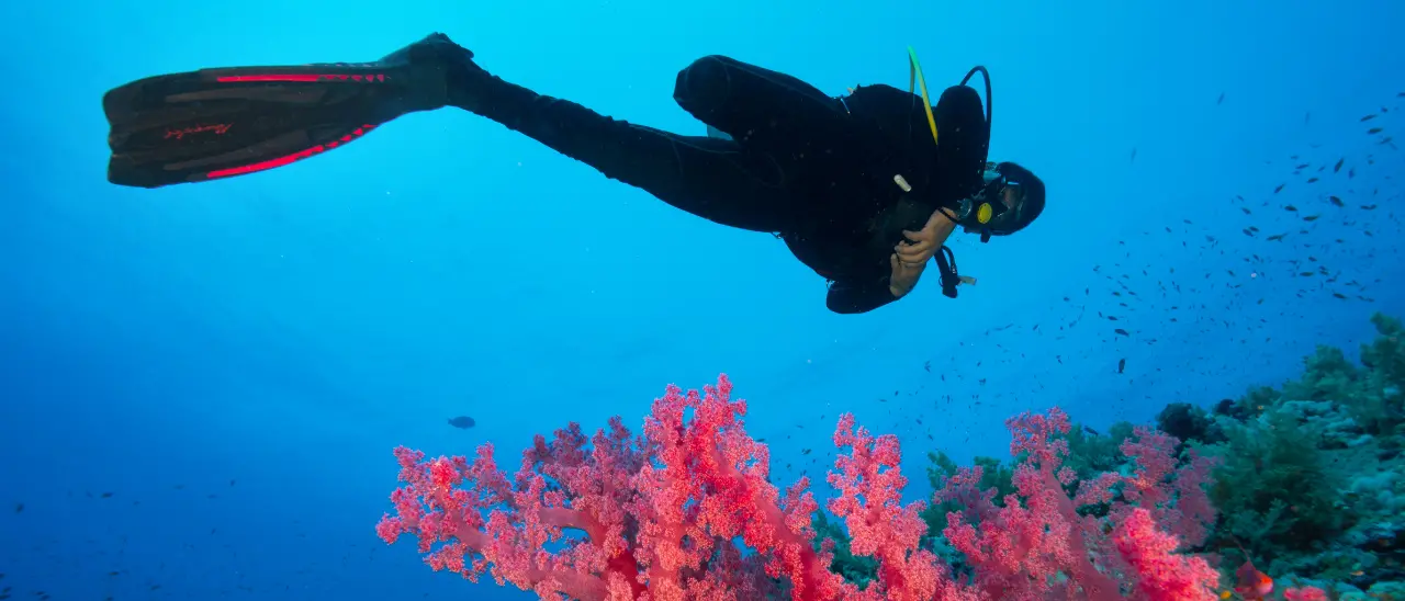Parchi marini della Calabria, nasce la rete dei diving: sinergia per il monitoraggio dei fondali e un turismo sostenibile\n